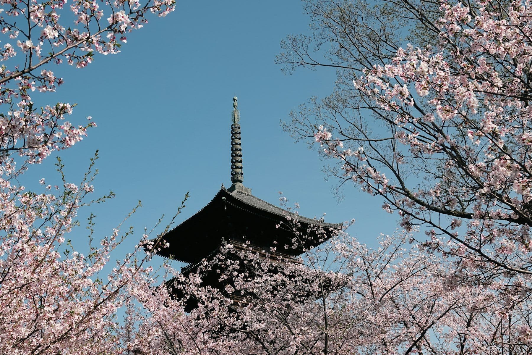 Pagode japonês emoldurado por cerejeiras em flor