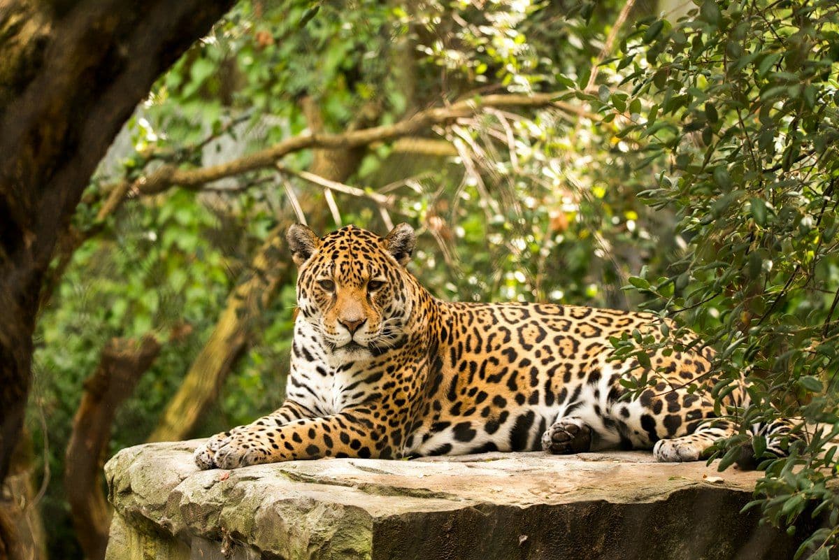 Onça-pintada avistada às margens de um rio no Pantanal