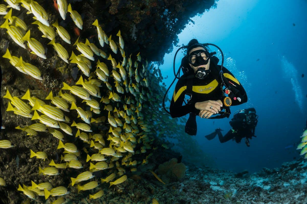 Mergulhador nadando próximo a um recife de coral colorido